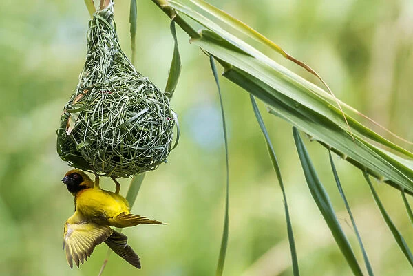 Africa, Namibia. a weaver bird building a nest
