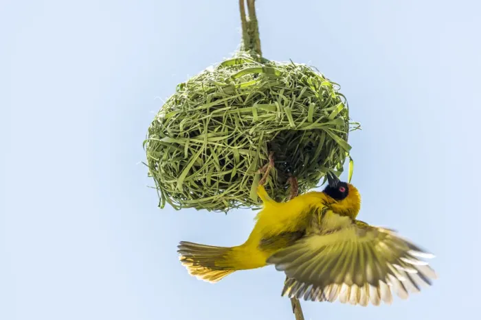 Framed Print : Africa, Namibia. a weaver bird building a nest Framed Print : Africa, Namibia. a weaver bird building a nest