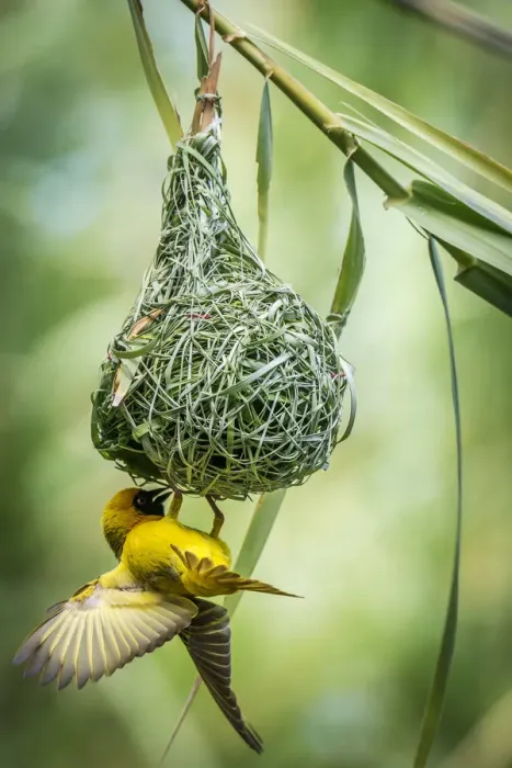 Framed Print : Africa, Namibia. a weaver bird building a nest Framed Print : Africa, Namibia. a weaver bird building a nest