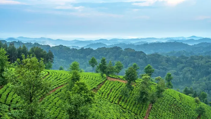 Framed Print : Africa, Rwanda, on the edge of the Nyungwe National Park, an ancient rainforest, tea estates can be found Framed Print : Africa, Rwanda, on the edge of the Nyungwe National Park, an ancient rainforest, tea estates can be found