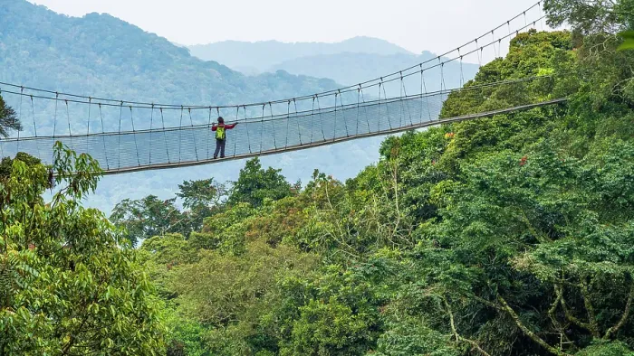 Framed Print : Africa, Rwanda, Nyungwe National Park. The canopy walk through the rainforest Framed Print : Africa, Rwanda, Nyungwe National Park. The canopy walk through the rainforest