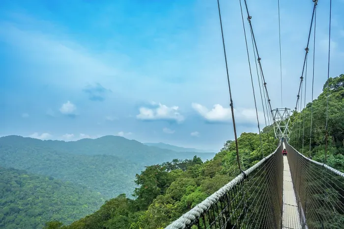 Framed Print : Africa, Rwanda, Nyungwe National Park. The canopy walk through the rainforest Framed Print : Africa, Rwanda, Nyungwe National Park. The canopy walk through the rainforest