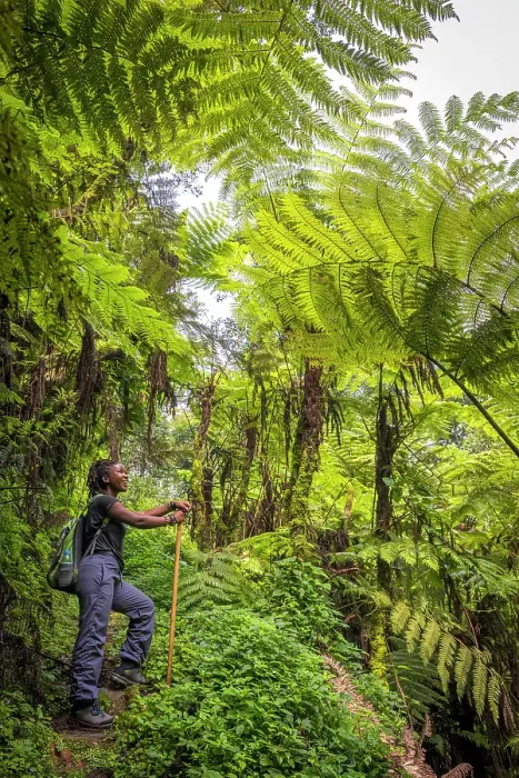 Framed Print : Africa, Rwanda, Nyungwe National Park. A woman on a hike through the tree ferns Framed Print : Africa, Rwanda, Nyungwe National Park. A woman on a hike through the tree ferns