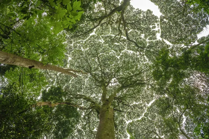 Framed Print : Africa, Rwanda, Nyungwe National Park. giant trees seen from below