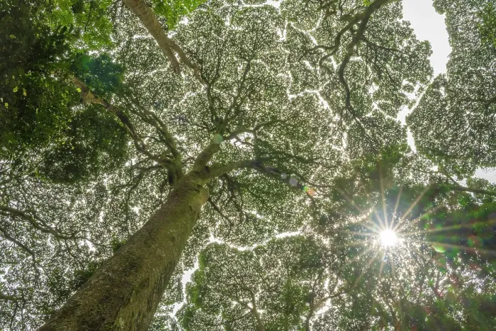 Framed Print : africa, Rwanda, Nyungwe National Park. giant trees seen from below with the backlight Framed Print : africa, Rwanda, Nyungwe National Park. giant trees seen from below with the backlight