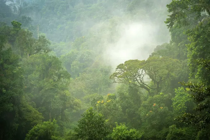 Framed Print : africa, Rwanda, Nyungwe National Park. Fog rising in the forest after a tropical rain Framed Print : africa, Rwanda, Nyungwe National Park. Fog rising in the forest after a tropical rain