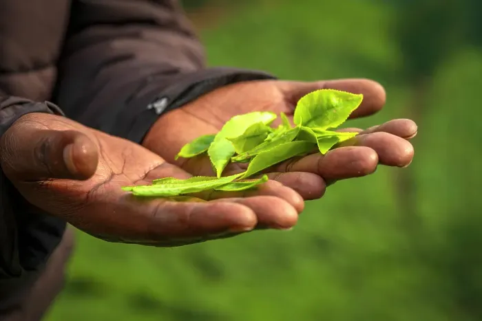 Framed Print : Africa, Rwanda, Nyungwe National Park. Man holding green tea leaves