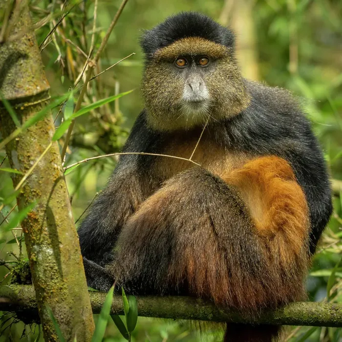 Framed Print : africa, Rwanda, Volcanoes National Park. A portrait of a Golden Monkey in the bamboo forest