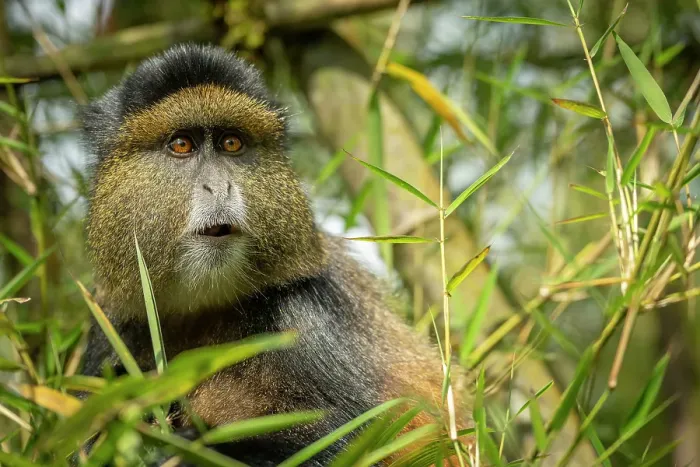 Framed Print : africa, Rwanda, Volcanoes National Park. A portrait of a Golden Monkey in the bamboo forest