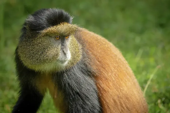 Framed Print : africa, Rwanda, Volcanoes National Park. A portrait of a Golden Monkey in the bamboo forest