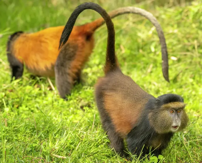 Framed Print : africa, Rwanda, Volcanoes National Park. Golden Monkeys feeding in a meadow