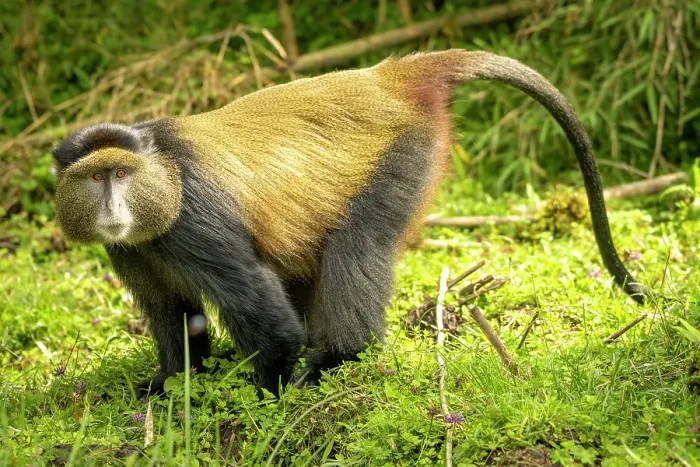 Framed Print : africa, Rwanda, Volcanoes National Park. a Golden Monkey feeding in a meadow