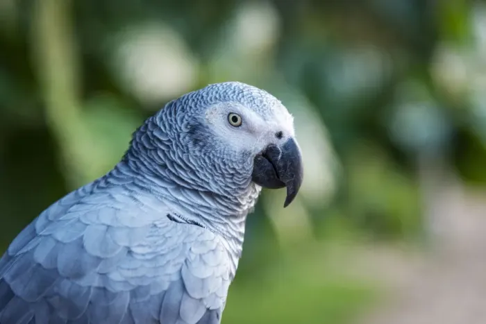 Framed Print : Africa, SA£o Toma and Principe. African grey parrot Framed Print : Africa, SA£o Toma and Principe. African grey parrot