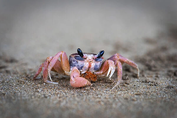 Africa, SA£o Toma and Principe. A Crab on the beach