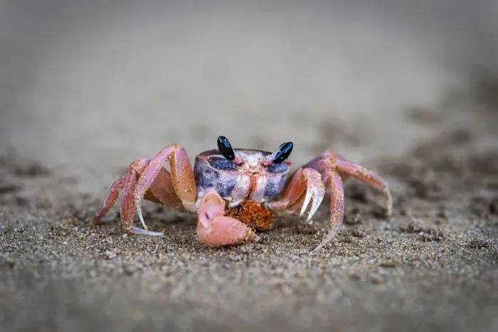 Framed Print : Africa, SA£o Toma and Principe. A Crab on the beach