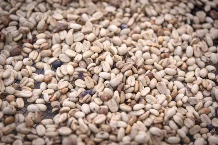 Framed Print : Africa, SA£o Toma and Principe. Dried coffee beans at Monte Cafa Framed Print : Africa, SA£o Toma and Principe. Dried coffee beans at Monte Cafa