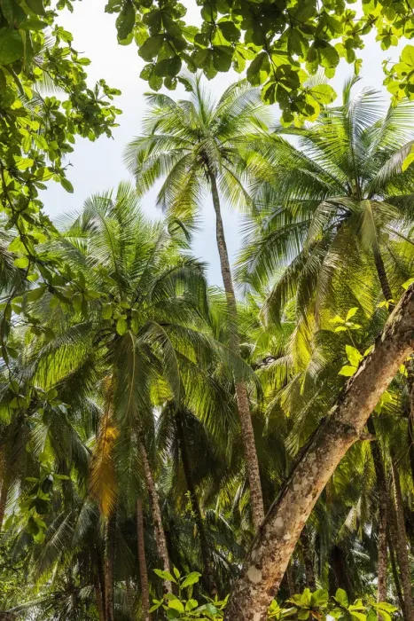 Framed Print : Africa, SA£o Toma and Principe. The forest with palm trees Framed Print : Africa, SA£o Toma and Principe. The forest with palm trees