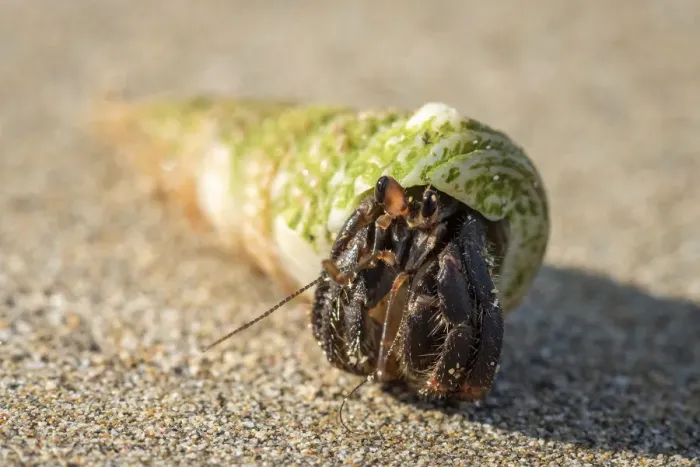 Framed Print : Africa, SA£o Toma and Principe. A Hermit Crab on the beach Framed Print : Africa, SA£o Toma and Principe. A Hermit Crab on the beach