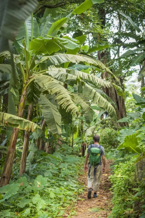 Framed Print : Africa, SA£o Toma and Principe. Hiking on Principe Island inside the plantation of Roca Framed Print : Africa, SA£o Toma and Principe. Hiking on Principe Island inside the plantation of Roca
