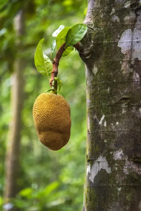 Framed Print : Africa, SA£o Toma and Principe. Jackfruit on the tree Framed Print : Africa, SA£o Toma and Principe. Jackfruit on the tree