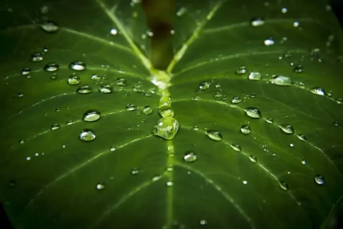 Framed Print : Africa, SA£o Toma and Principe. Leaf in the rain forest during rain Framed Print : Africa, SA£o Toma and Principe. Leaf in the rain forest during rain