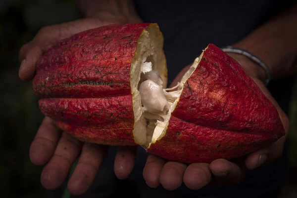 Africa, SA£o Toma and Principe. Ripe cocoa fruit