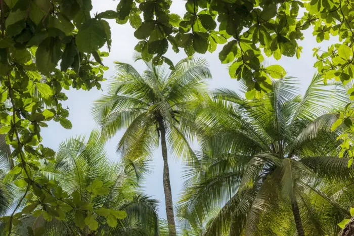 Framed Print : Africa, Sao Tome and Principe. The forest with palm trees
