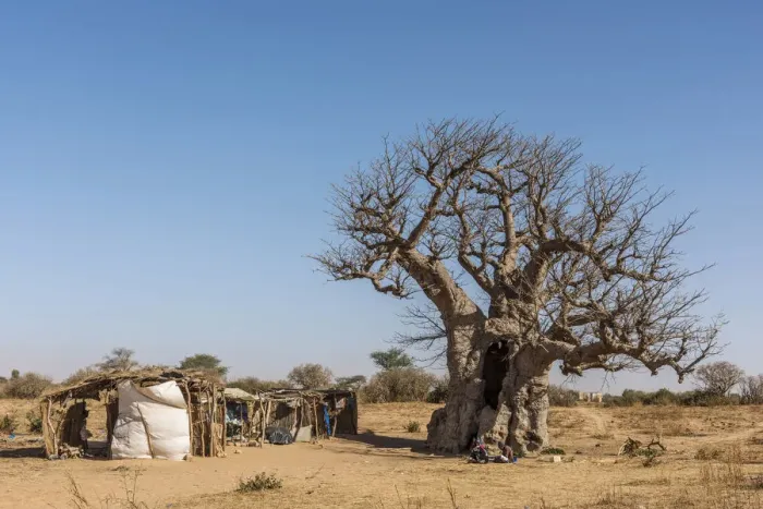 Framed Print : Africa, Senegal. A Baobab tree with a little craft market Framed Print : Africa, Senegal. A Baobab tree with a little craft market