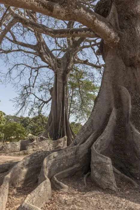 Framed Print : Africa, Senegal, Casamance. Majestic Kapok Trees Framed Print : Africa, Senegal, Casamance. Majestic Kapok Trees