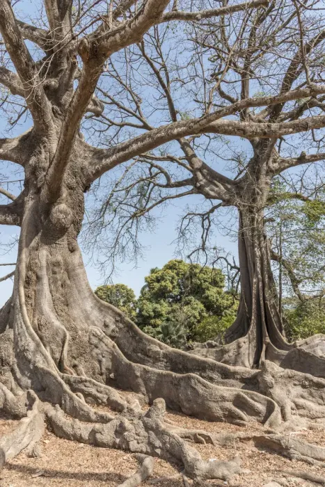 Framed Print : Africa, Senegal, Casamance. Majestic Kapok Trees Framed Print : Africa, Senegal, Casamance. Majestic Kapok Trees