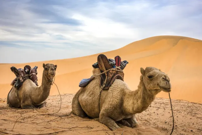 Framed Print : Africa, Senegal, Lompoul. Camels for riding at the desert camp