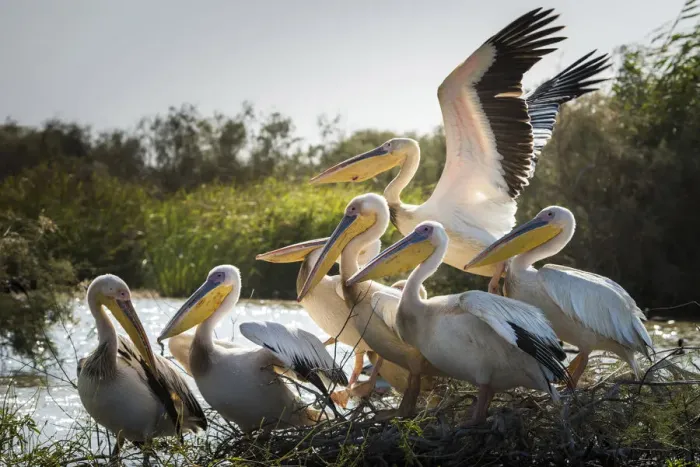 Framed Print : Africa, Senegal, Saint-Louis. Pelican in the Djoudj National Park Framed Print : Africa, Senegal, Saint-Louis. Pelican in the Djoudj National Park