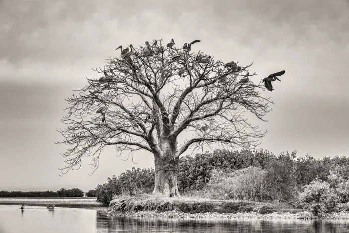 Framed Print : Africa, Senegal, Sine-Saloum-Delta. Sacred tree with birds Framed Print : Africa, Senegal, Sine-Saloum-Delta. Sacred tree with birds