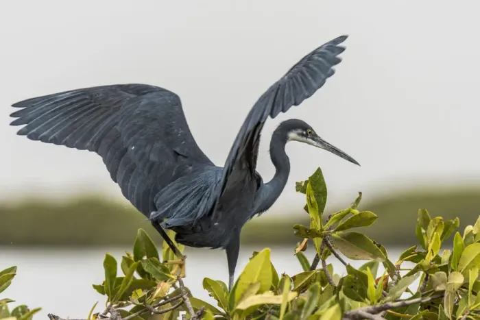 Framed Print : Africa, Senegal, Sine-Saloum-Delta. Black heron