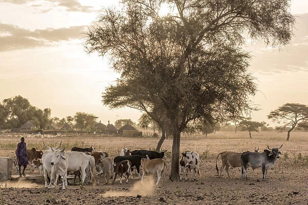 Africa, Senegal. Sunrise in a Fulani village, cattle going out