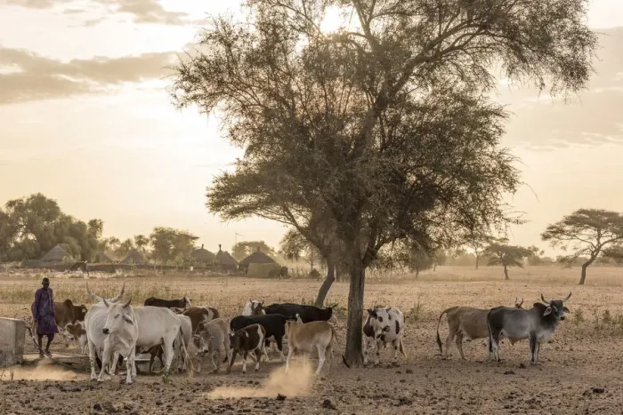 Framed Print : Africa, Senegal. Sunrise in a Fulani village, cattle going out Framed Print : Africa, Senegal. Sunrise in a Fulani village, cattle going out