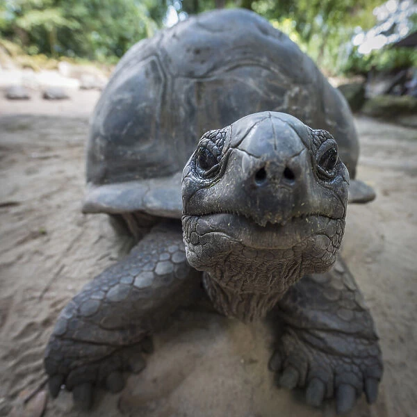 Africa, Seychelles, Mahe. Meeting with a giant Tortoise in the Botanical gardens of Victoria