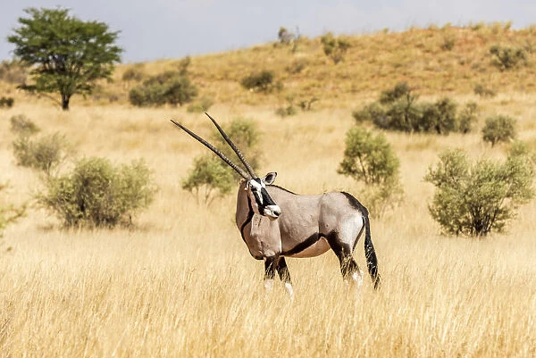 Africa, South Africa, Kalahari Transfrontier Park. Oryx
