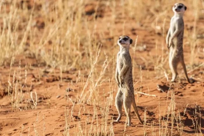 Framed Print : Africa, South Africa, Kgalagadi Transfrontier Park. Meerkats Framed Print : Africa, South Africa, Kgalagadi Transfrontier Park. Meerkats