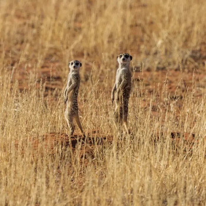 Framed Print : Africa, South Africa, Kgalagadi Transfrontier Park. Meerkats Framed Print : Africa, South Africa, Kgalagadi Transfrontier Park. Meerkats
