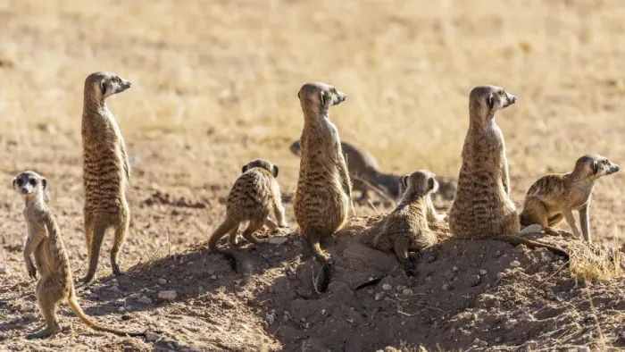 Framed Print : Africa, South Africa, Kgalagadi Transfrontier Park. Meerkats Framed Print : Africa, South Africa, Kgalagadi Transfrontier Park. Meerkats