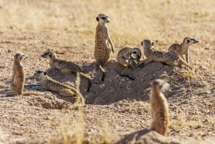 Framed Print : Africa, South Africa, Kgalagadi Transfrontier Park. Meerkats Framed Print : Africa, South Africa, Kgalagadi Transfrontier Park. Meerkats