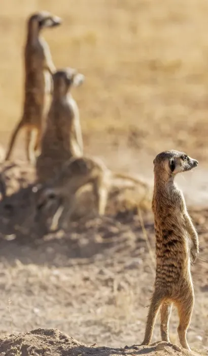 Framed Print : Africa, South Africa, Kgalagadi Transfrontier Park. Meerkats