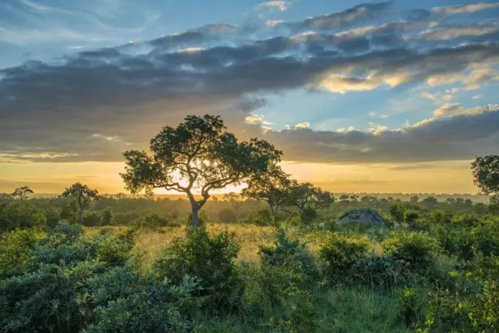 Framed Print : Africa, Southern Africa, African, Northeastern, Kruger National Park, sunset in the bush