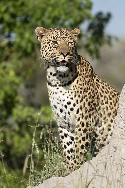 Africa, Southern Africa, African, Botswana, Savuti, Okavango Delta, leopard
