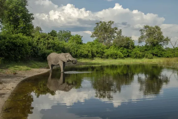 Framed Print : Africa, Southern Africa, Botswana, Okavango Delta, Savuti, African Elephant at Savuti Framed Print : Africa, Southern Africa, Botswana, Okavango Delta, Savuti, African Elephant at Savuti