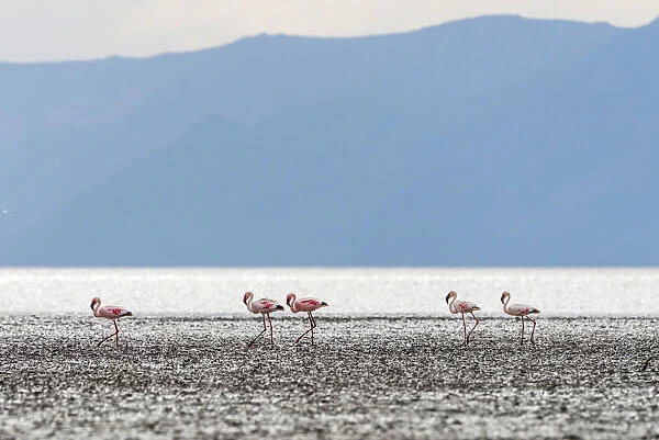 Africa, Tanzania, Eyasi Lake. Lesser flamingos