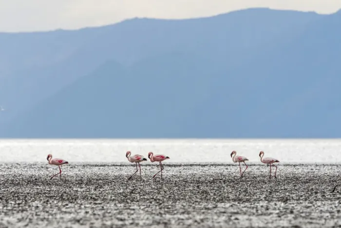 Framed Print : Africa, Tanzania, Eyasi Lake. Lesser flamingos Framed Print : Africa, Tanzania, Eyasi Lake. Lesser flamingos