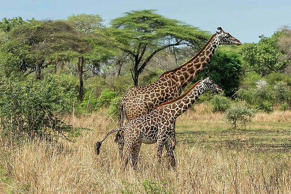 Africa, Tanzania, Katavi National Park. A female giraffe and her calf