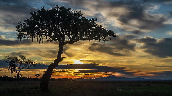 africa, Tanzania, Katavi National Park. Sunset with sausage tree